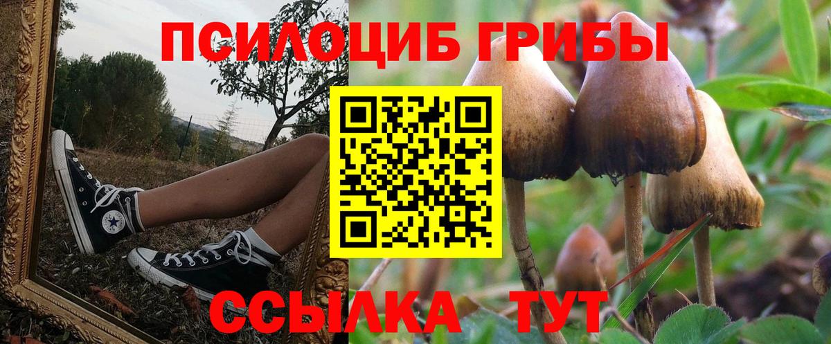 Галлюциногенные грибы Psilocybe Бутурлиновка